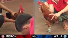 Đá gà thomo mới nhất 2018 ngày 01/10/2018 - Video 10