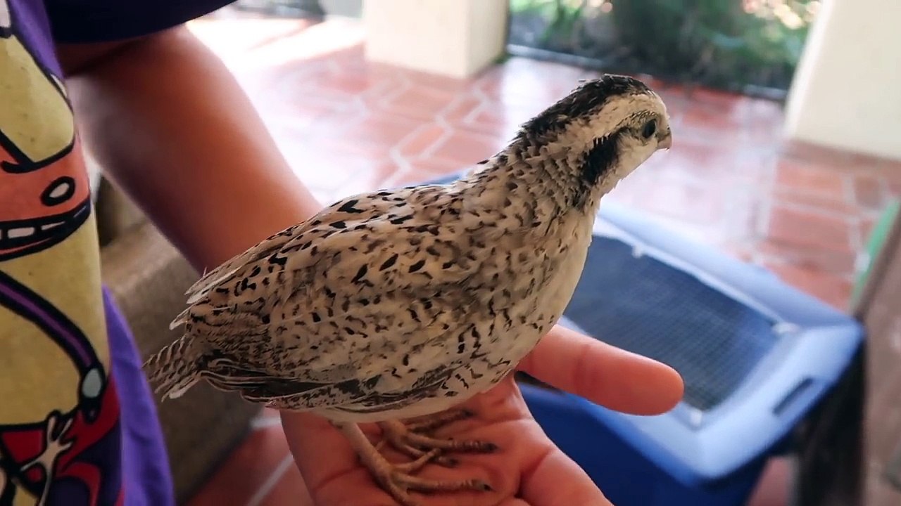 REVEALING SECRET #2 !!! Pregnant More Quails New Car New Horse!