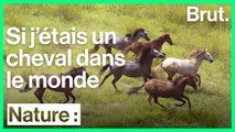 Si j'étais un cheval…