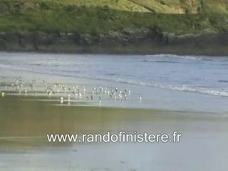 randofinistère "Gravelots à Ste Anne la Palud"