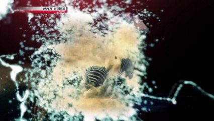 NHK Wildlife 2013 Tancho Legend   of   the Marshes Red Crowned Crane