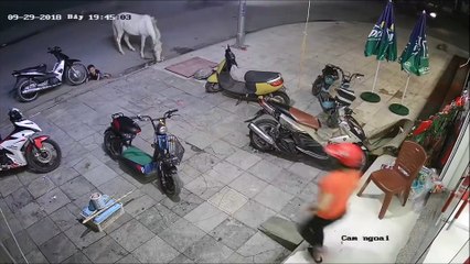 Un cheval envoie voler un enfant qui l'enquiquinait d'un coup de sabot