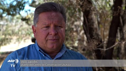 Los primeros leones concebidos por inseminación artificial