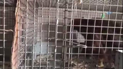 Yaban Hayvanları Kars'ta Şifa Buluyor