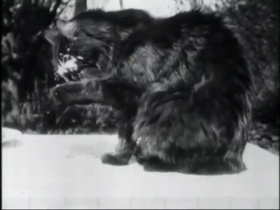 Auguste & Louis Lumière: Déjeuneur du chat (1897)