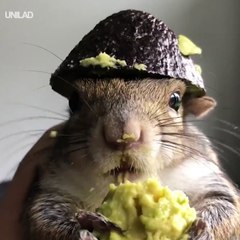 Squirrel Eating Avocado!! Look At This Hat