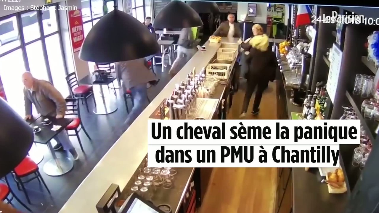 Jument dans un bar à Chantilly : « J'ai juste eu le temps de crier "cheval" »