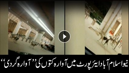 Stray dogs enter Islamabad airport