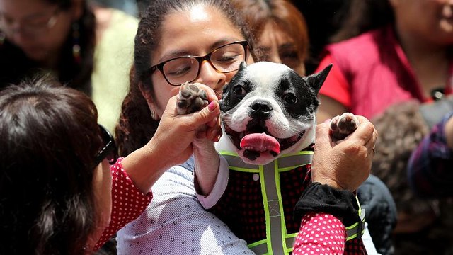 Благословение зверей