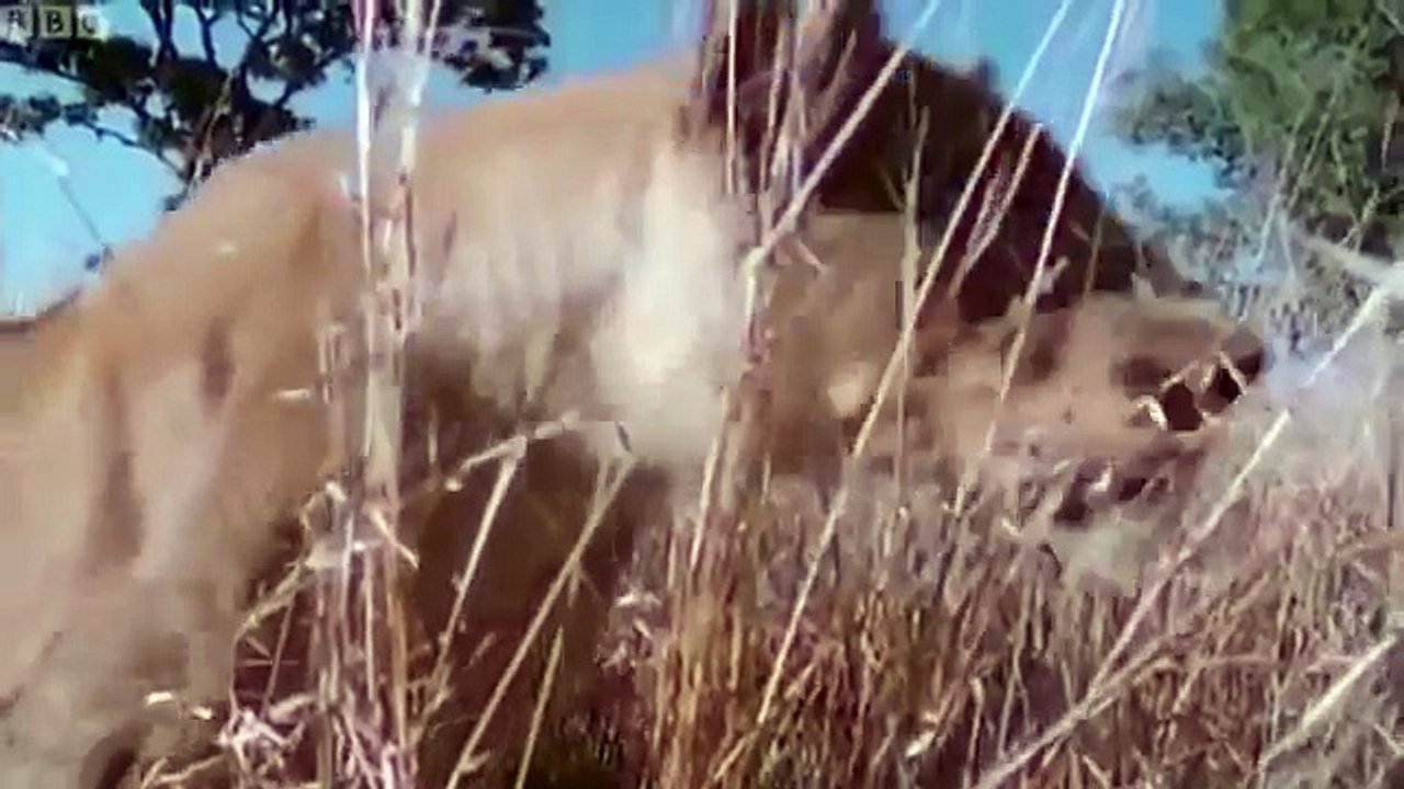 OMG_Lion_vs_Zebra_-_Zebra_Kicked_A_Pride_Of_Lion_To_Save_Fellows_-_Lion_Hunting_Fail