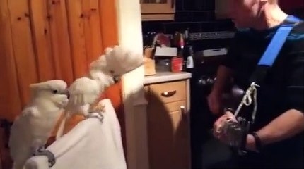 Un cacatoès qui aime entendre de la musique !