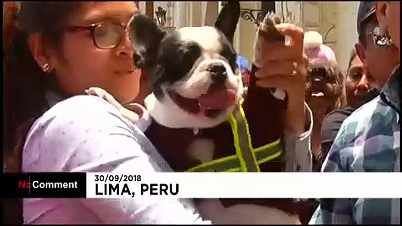 Segen für Hunde