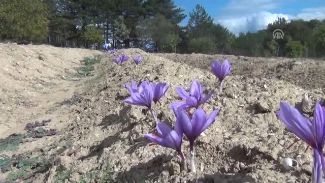 Mucize Bitki Safranda Erken Hasat - Karabük