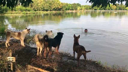 Dog Owner Plays Prank on Furry Friends