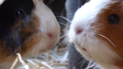 Organising My Pet Stuff! (vlog)