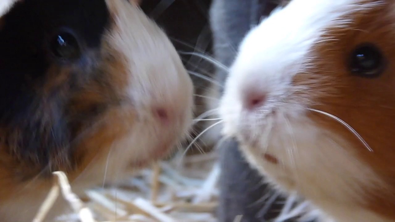 Organising My Pet Stuff! (vlog)