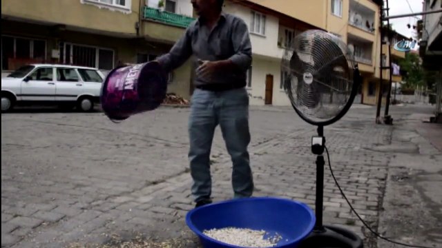 Fasulye Hasadında Rüzgar Olmayınca Vantilatör Kullandı