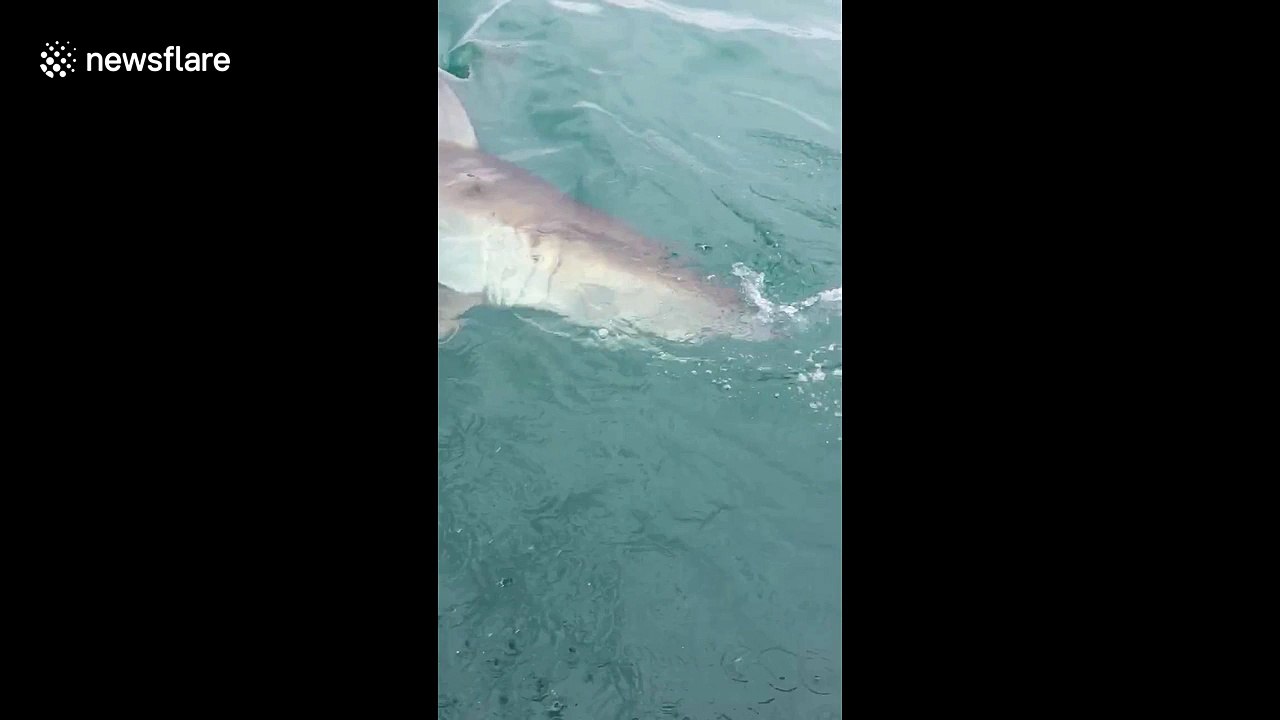 Shark breaches the water to catch bait but misses