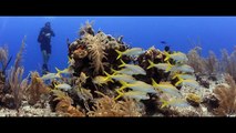 World's Best Diving: Explorer Ventures Turks and Caicos Explorer II
