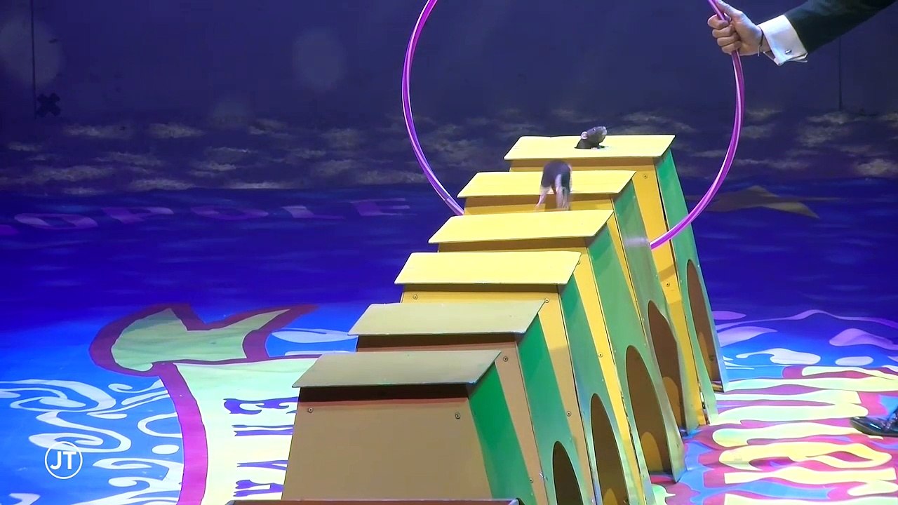 Festival du cirque: 13 000 spectateurs éblouis  - 01/10/2018