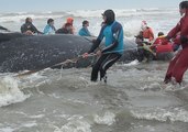 Whale Stranded on Argentine Beach Returned to Sea After 2-Day Operation