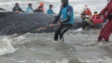 Whale Stranded on Argentine Beach Returned to Sea After 2-Day Operation