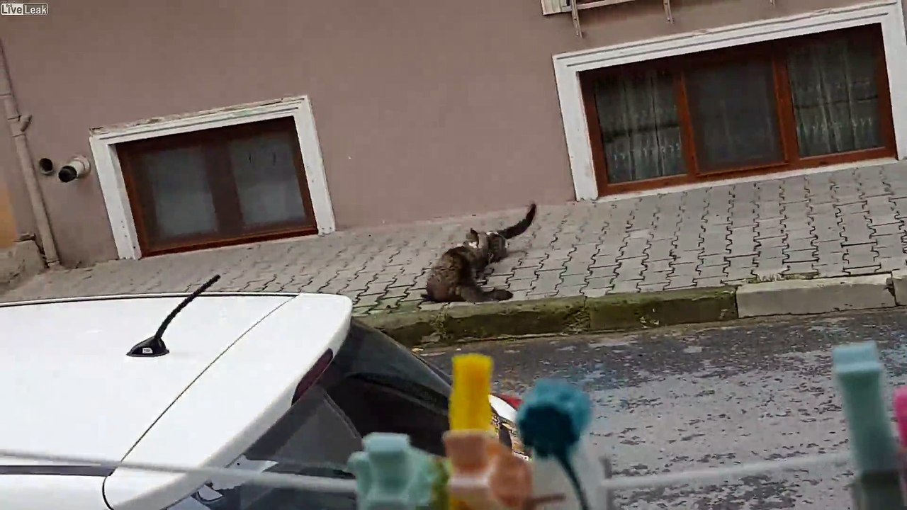 Combat de chat - l'approche est excellente !