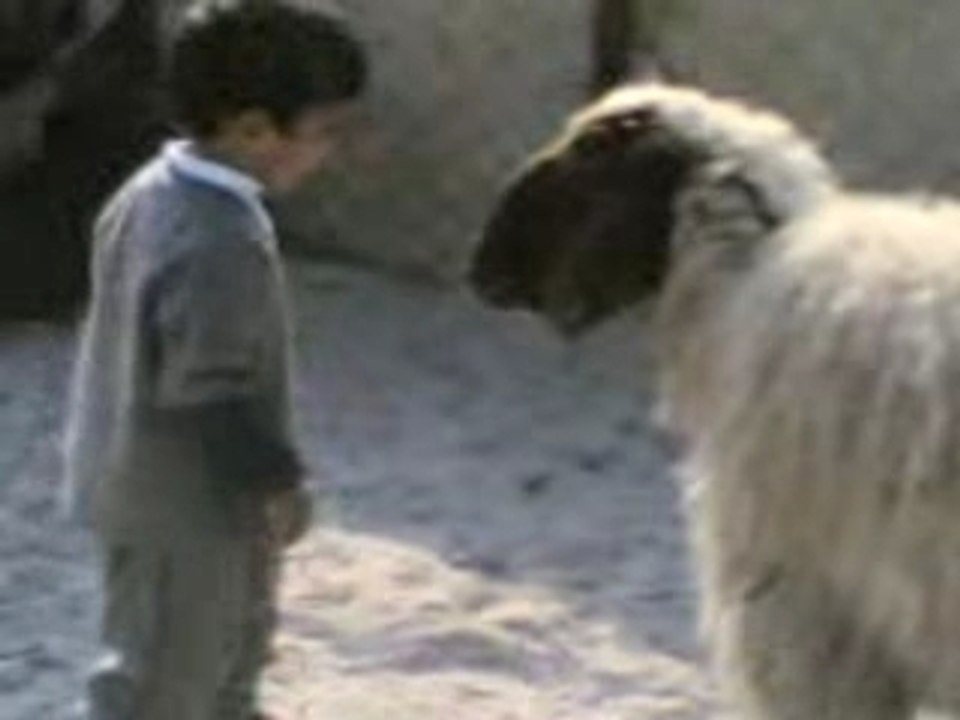 COUP DE TETE PAR UN MOUTON