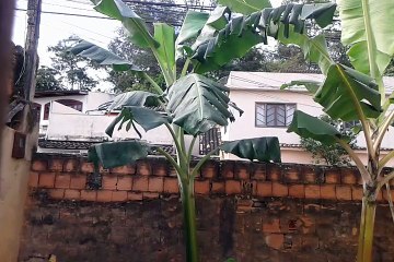 Quando uma bananeira  vai parir uma flor