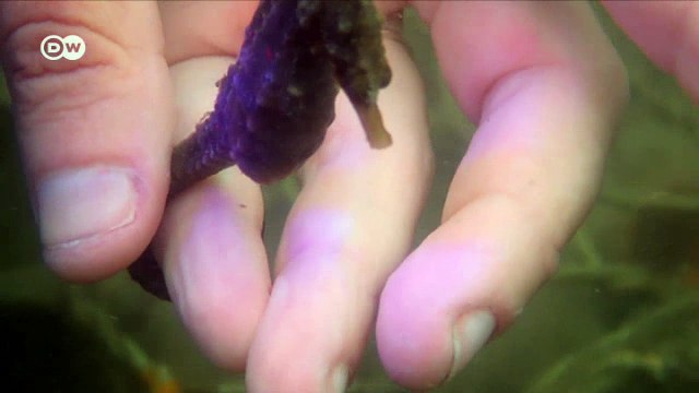 Saving Africa's endangered seahorses | DW English