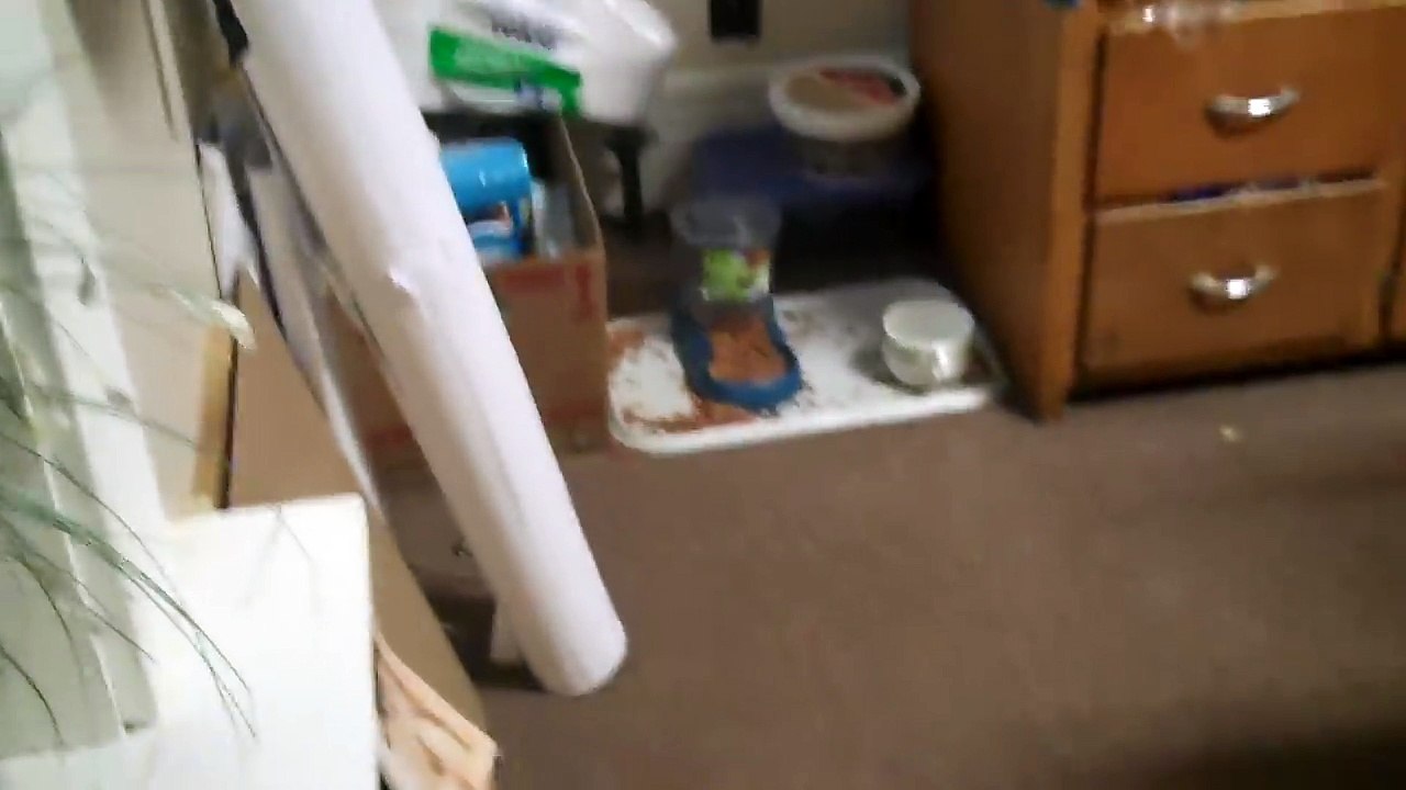 Adorable Cat Only Eats with Owner's Permission