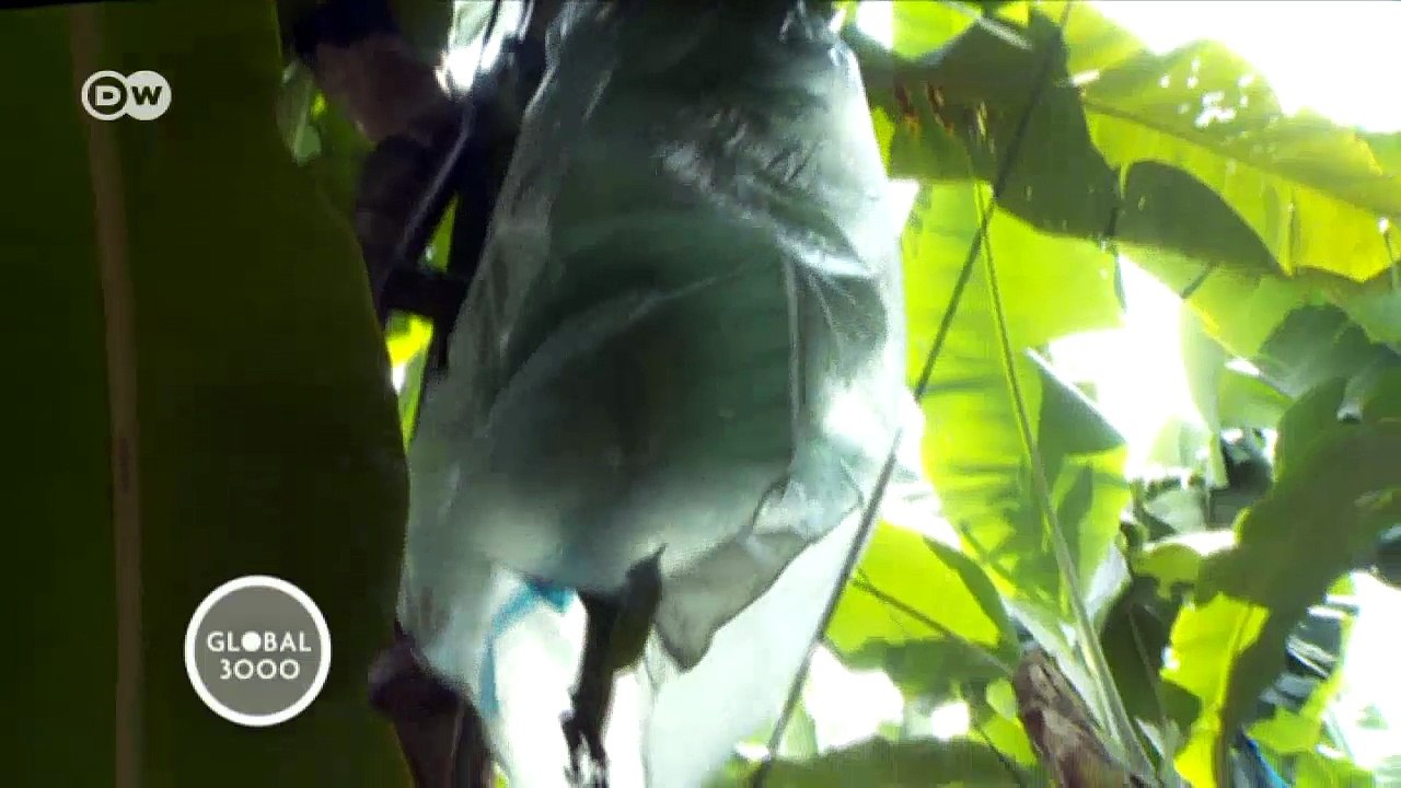 Ecuador: Sterben der Bananen | DW Deutsch