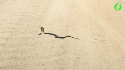 Un serpent emporte un caméléon pour le diner...