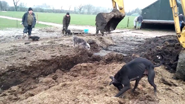 Ces chiens sont dressés à chasser les rats. Et il y en a des centaines ici