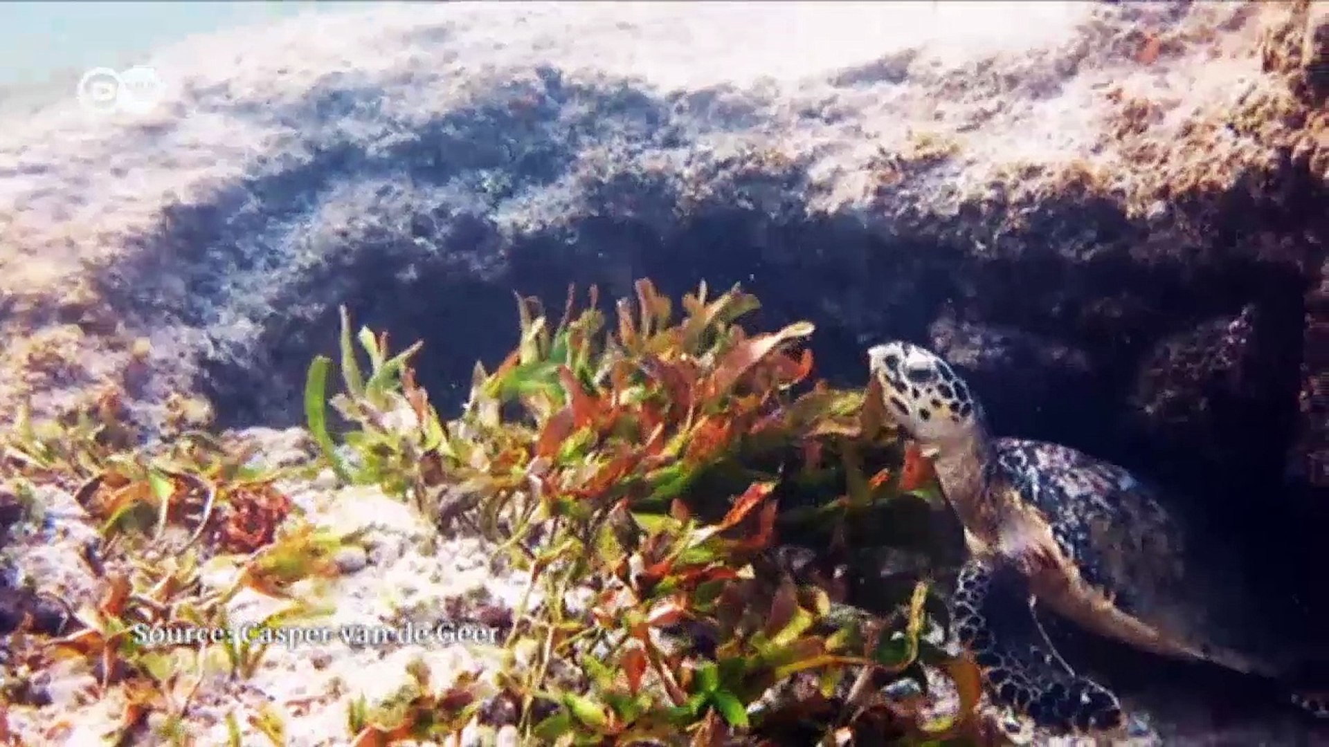 ⁣Saving Kenya's endangered sea turtles | DW English