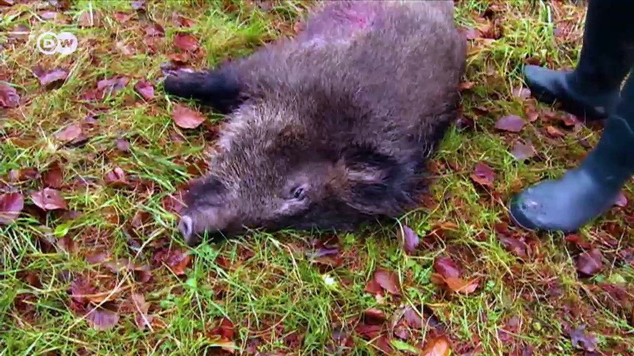 Alarm bei deutschen Schweinezüchtern | DW Deutsch