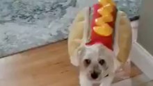 This Pup is Looking Like One 'Hot Dog' in His Halloween Costume