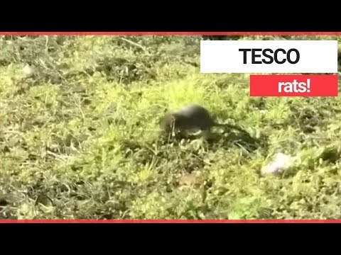 Rats rummaging in Tesco trolleys | SWNS TV