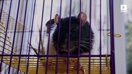 Human Contracts First-Ever Case of Rat Hepatitis E