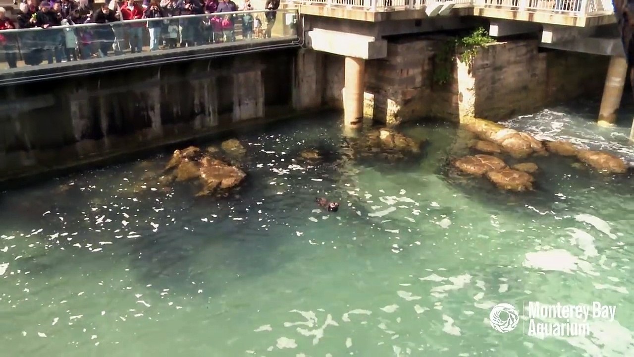 O primeiro "mergulho" entre mamãe lontra e seu bebê recém-nascido...