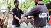 Terrified And Starving Stray Puppy Makes Incredible Transformation After Being Rescued