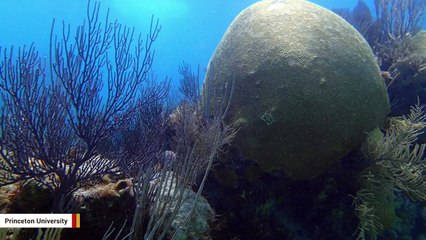 Scientists Studied Skeleton Of 130-Year-Old Brain Coral To Learn About Nitrogen Pollution