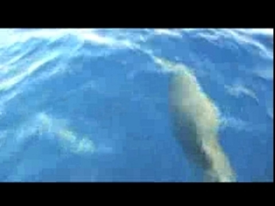 Guadeloupe dauphins