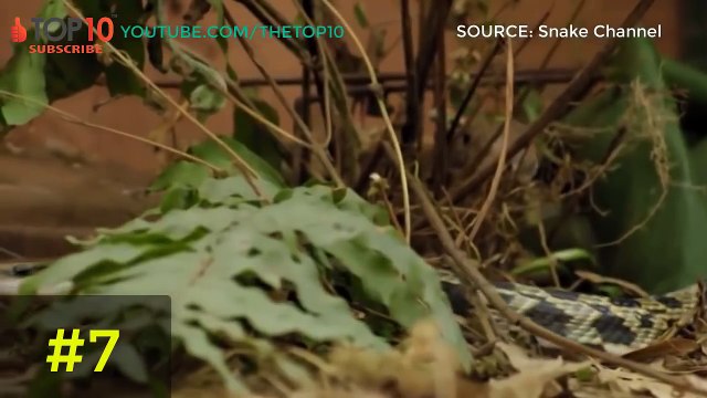 TOP 10 ANIMALS SAVE ANIMALS | ANIMALS HEROES