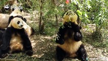 Pandas tell you that you should not let down your guard even if the apple is already in your hand! A panda a day, keeps the sorrow away.