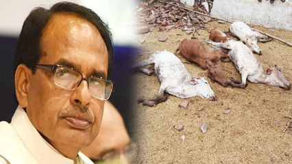 MP Election 2018:Shivraj के लिए Cow सिर्फ चुनावी मुद्दा, हकीकत जानकर चौंक जाएंगे आप | वनइंडिया हिंदी