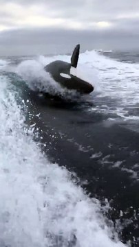 Un bateau poursuivis par deux orques.