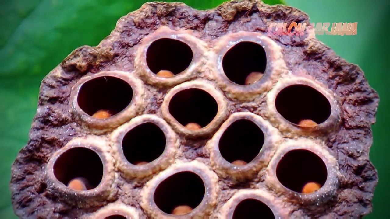 BISA GAK KALIAN NONTON VIDEO INI SAMPE ABIS----  TES MENTAL ((Tripophobia Test))