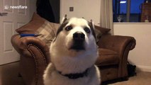 Husky emits strangely high-frequency whine when he's not quite happy