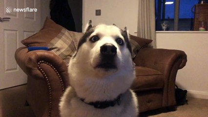 Husky emits strangely high-frequency whine when he's not quite happy